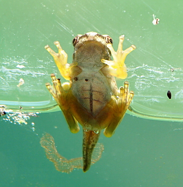 [The lower third of the frog, including its tail which is now shorter than the length of its body, is in the water. The underside of the frog faces the camera and its belly is a light color with several green stripes on it.]